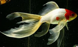 尾型分为三种,即单尾草金鱼,燕尾草金鱼,长尾草金鱼.分别见下图