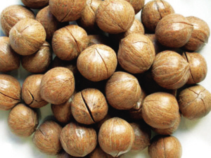 葛根果长什么样