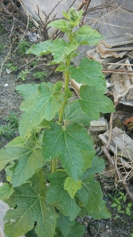 14 冬寒菜(学名:callirhoeinvolucrate)又名:冬苋菜,马蹄莱等 追问