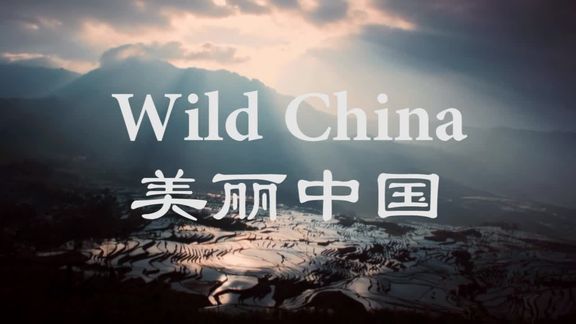 bbc出品《 美丽中国》--逐词讲解学英语--燕子归来的寓意