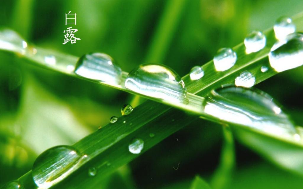 与你的白露节[图1]