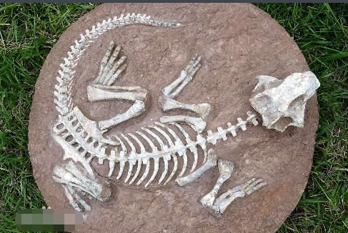 恐龙化石是怎么形成的