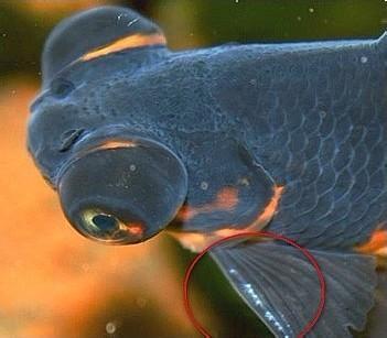 追答:金鱼雄鱼的追星出现在胸鳍第一根刺和鳃盖边缘,多时整个胸鳍