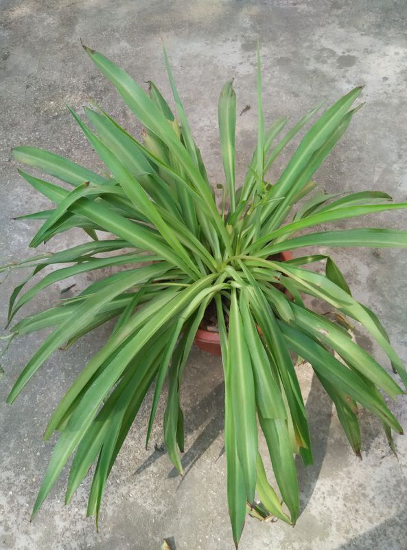 叶子细长,中间长圆根茎的是什么植物?