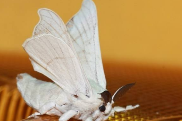 回复  蚕蛾一般能活10天左右.