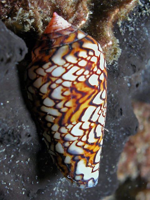 鸡心螺能吃么? 怎么吃?