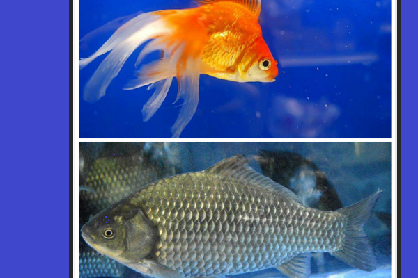 金鱼和鲫鱼的区别