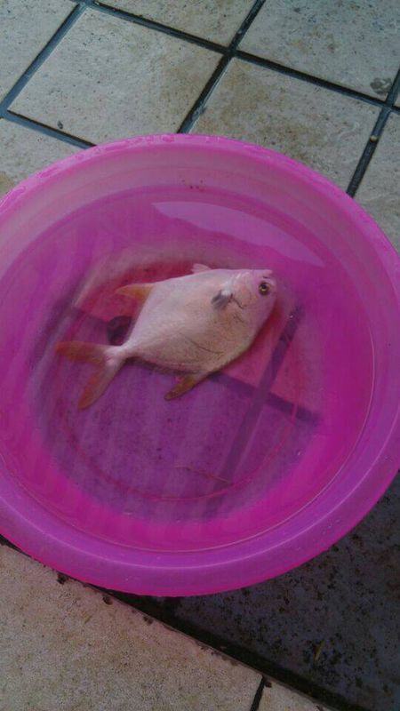 这是什么鱼?菜市场买的,忘了名字