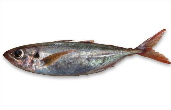 红尾次是什么鱼?