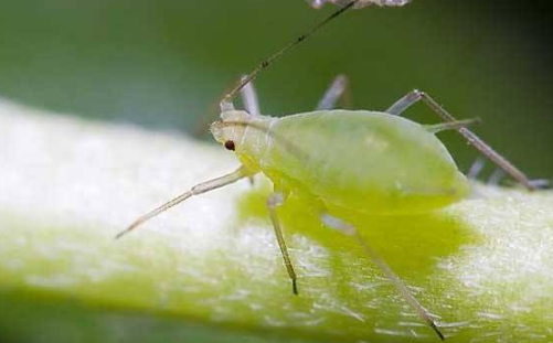 什么什么的蚜虫