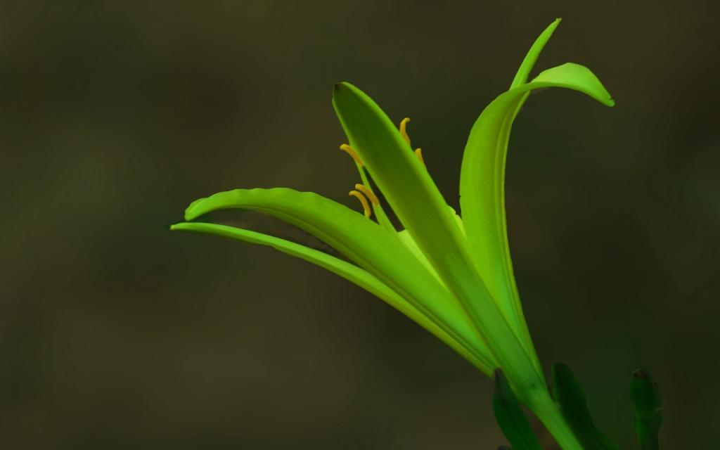 传统蔬菜黄花菜[图13]