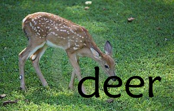 deer的复数形式