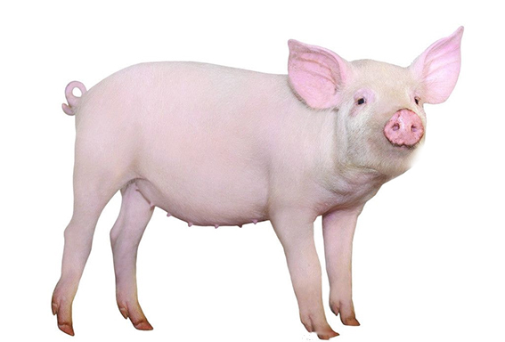 下载什么p图软件可以把人脸上p上猪头