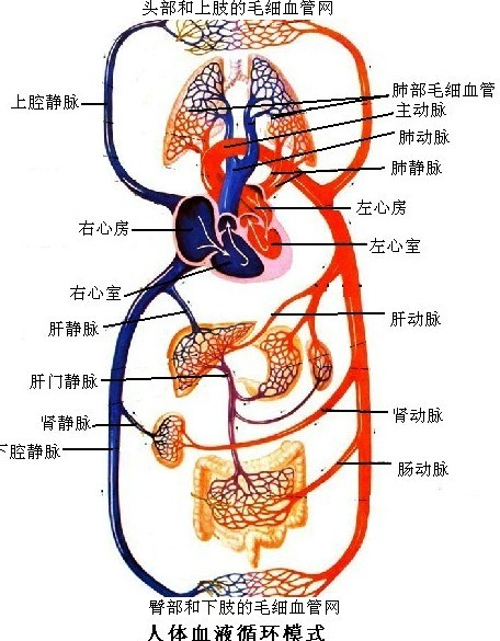 体循环和肺循环两部分构成了完整的循环路
