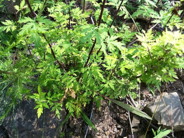 请问这是蒿属的什么植物?叶子揉之有艾蒿的香