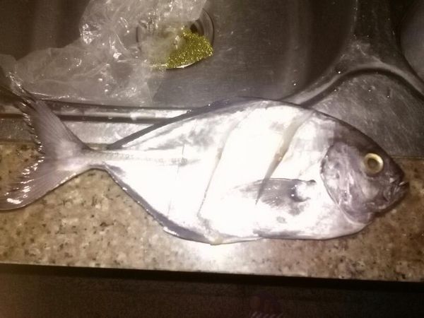 究竟是什么鱼?只知道是海鱼,无鳞,尾柄很细,肉