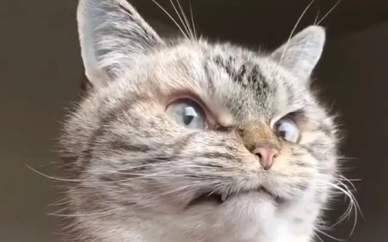 愤怒的猫咪视频合集