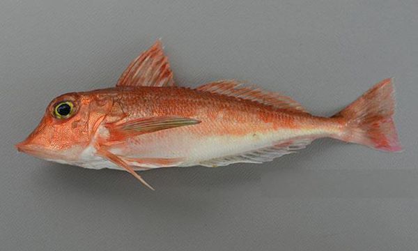 根据网络 丐苏文    指向    贵苏文 /红娃鱼     学名    鲂鮄科(角