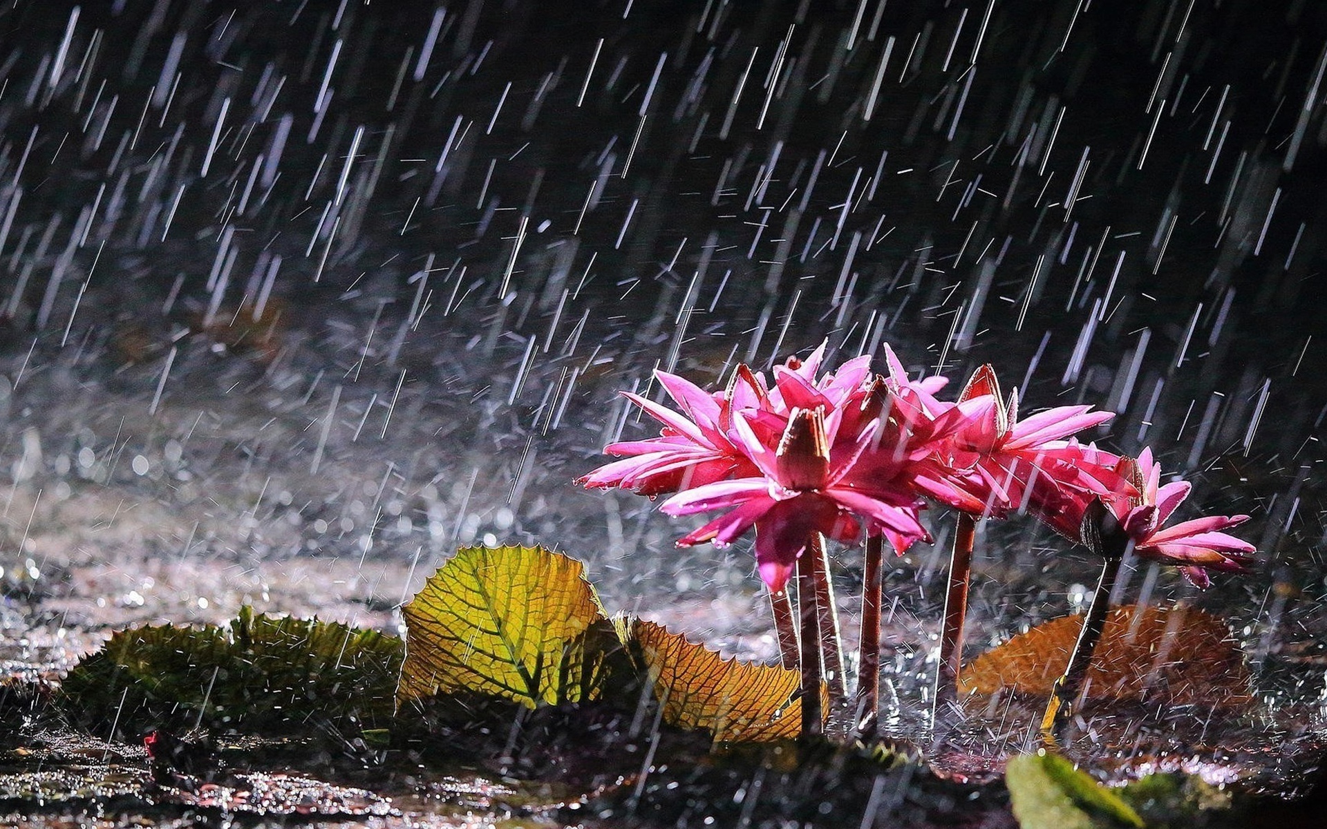 夏日雨后风景高清桌面壁纸[图4]