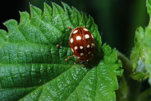 还有几星瓢虫是害虫?