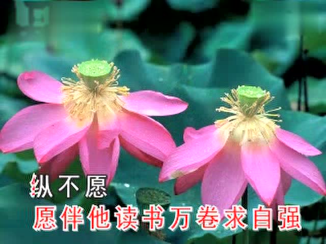 晉劇伴奏 陳轉英《出水清蓮》並蒂蓮開吐幽香20170930