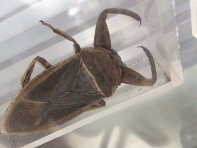 24 这是大田负蝽,又名大田鳖,别名:水知了,钳蝽,鳖蝽,大水虫,水中霸王