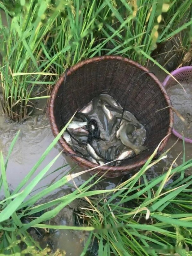 水稻田的稻花鱼的化肥农药残留会不会比塘鱼河鱼要高?