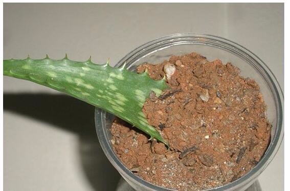 芦荟怎么繁殖方法图解