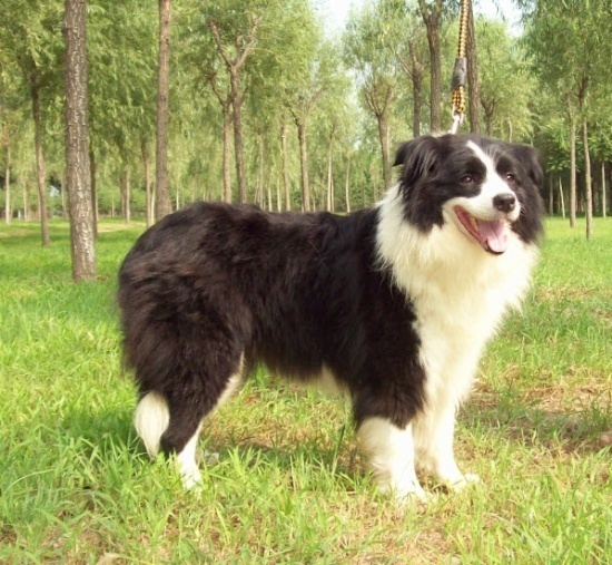 您好,这是边境牧羊犬串串.