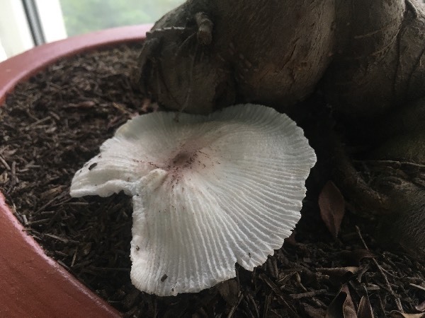 榕树盆景土里长了一个蘑菇,叫什么?有毒吗?