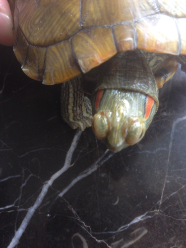 救救我的小乌龟它睁不开眼睛