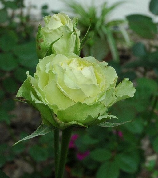 真的有绿色月季吗?