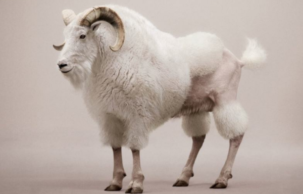 雄山羊 例句:a strutting rooster, a he-goat, and a king with his