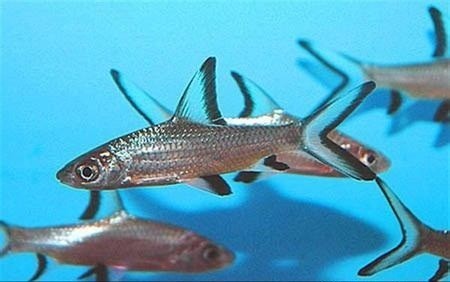 淡水  银鲨         学名  : 鲤科       cyprinidae      袋唇鱼