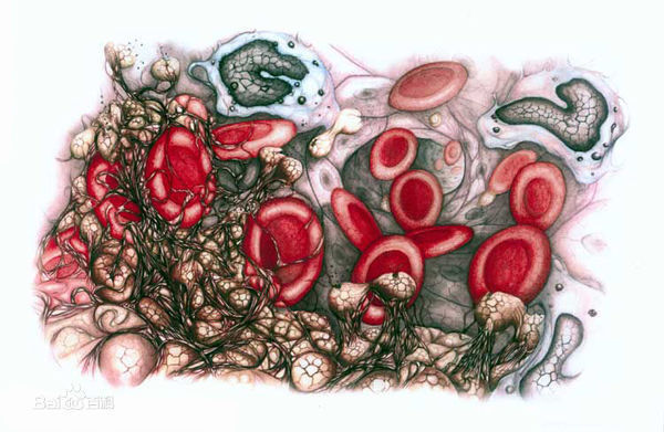 变成不能流动的胶冻状凝块的过程即为血液凝固(blood coagulation)