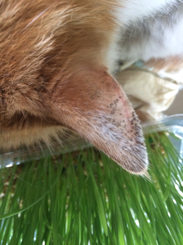 猫耳朵上有黑点点如图,是什么毛病,用什么药呢?