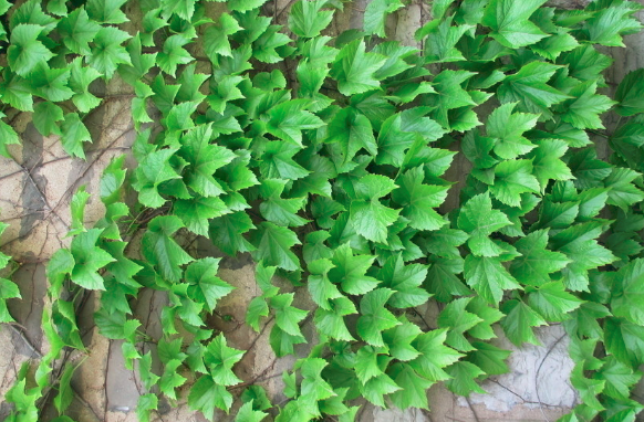 喜阴藤蔓植物图片