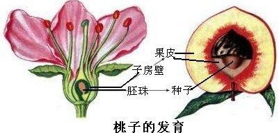 果实 b果皮 c种子 d种