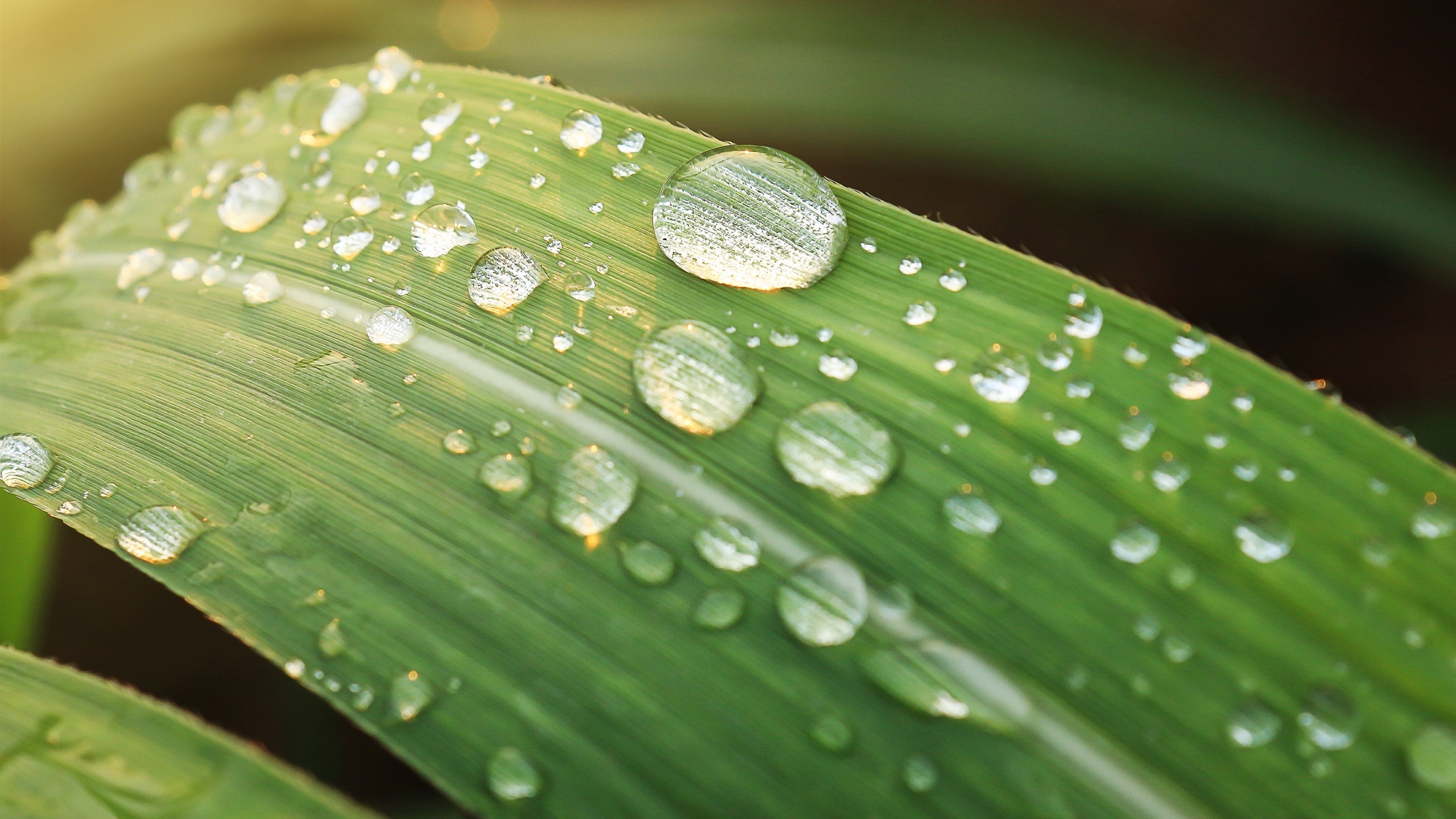 挂着水滴植物绿叶图片[图1]