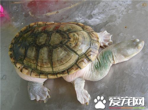 秋天怎么养乌龟 喂给富有营养并含钙量高的食