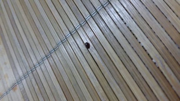 谁知道这个小黑虫是什么,有点棕色,不咬人,上一次发现是在家里烂的