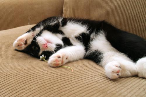 猫天天吃鸡胸肉会上火吗