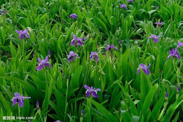 兰花鉴别问题.如上传的图片,长在马路边的隔离绿化带,这是什么兰?