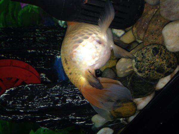 我家有条金鱼,感觉快死了,肚子特别大,快要撑破了,怎么回事啊