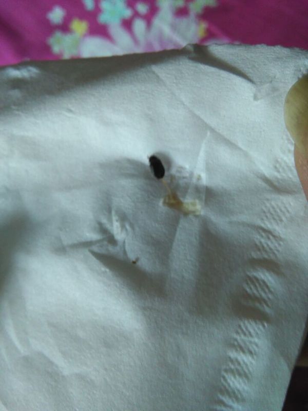 床上有黑色硬壳小虫子,急!