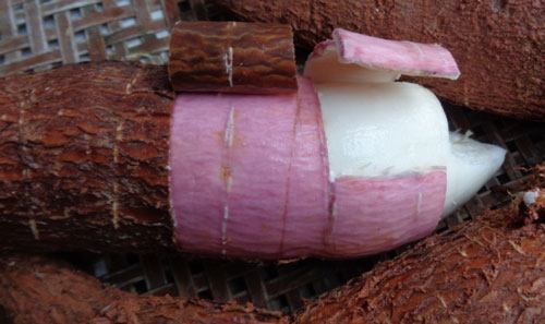 甜木薯真的没有毒吗,甜木薯和苦木薯怎么辨认,吃错了你就over了?