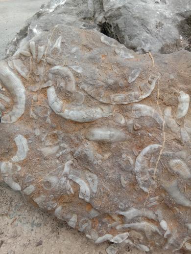 不知道是什么化石?