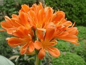 君子兰花多久浇一次水?为什么我的君子兰花叶