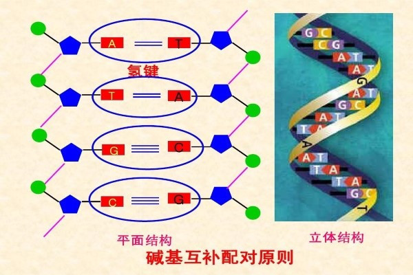 碱基配对图图片