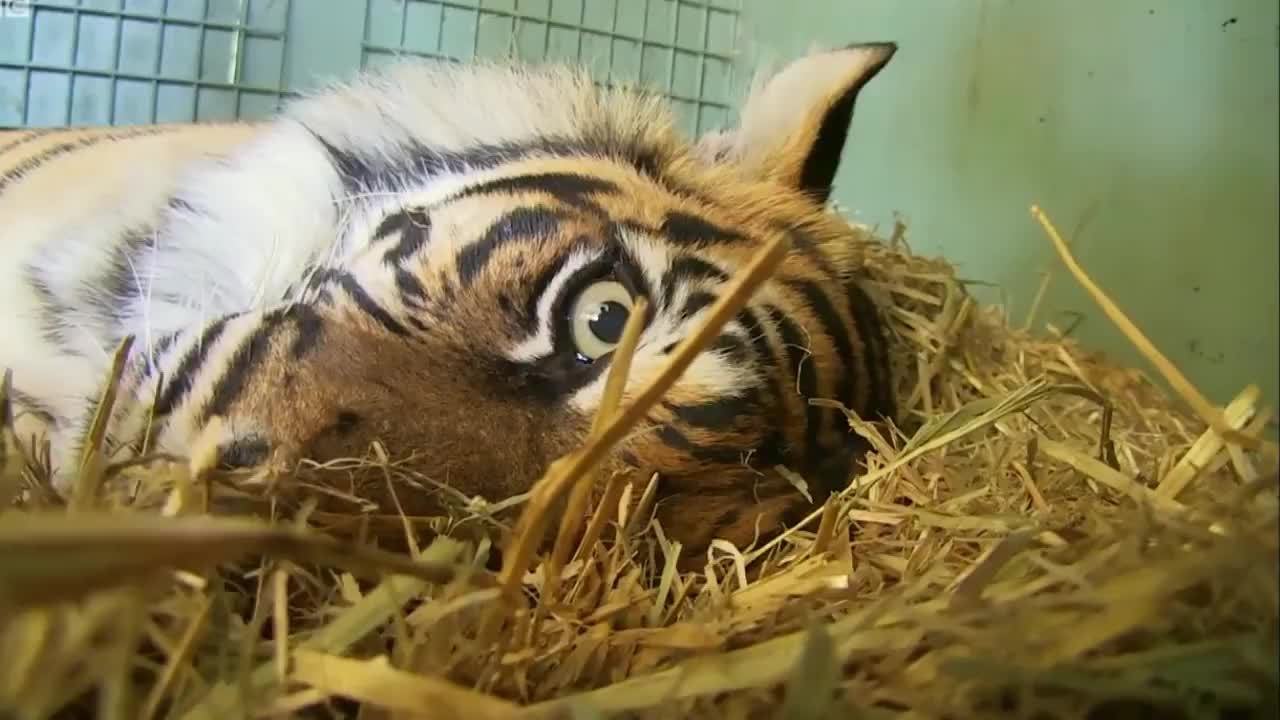 老虎生崽过程,真是百年难得一见, 刚出生小老虎太可爱了!